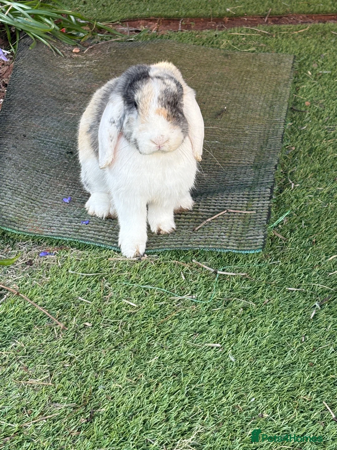 English Lop rabbits for sale: 3 female rabbits in Warwick - Advert 2