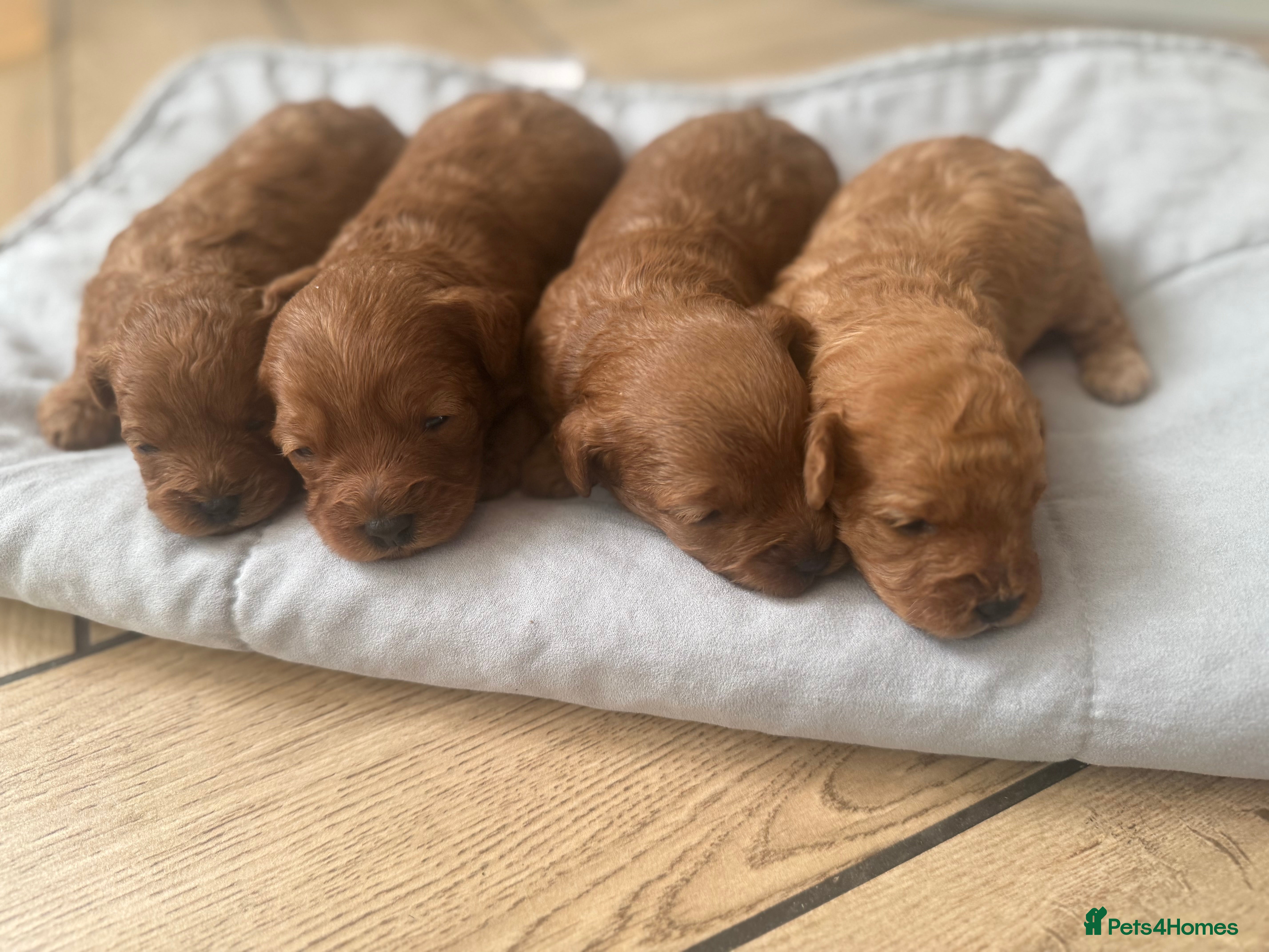 Cavapoo dogs Adorable F1B Cavapoo Puppies - Advert 3