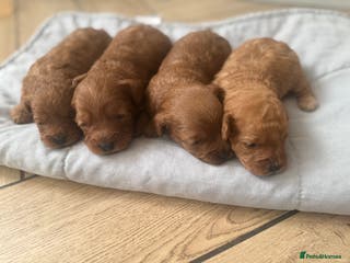 Cavapoo dogs Adorable F1B Cavapoo Puppies - Advert 4