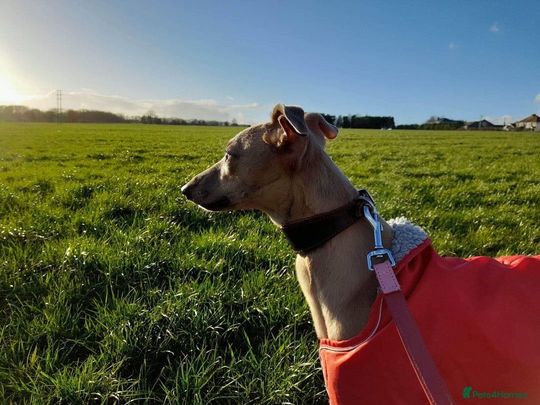 Whippet dogs for stud: PEDIGREE KC REGISTERED WHIPPET AT STUD in Salisbury - Image 8