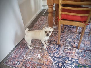 Mixed Breed dogs Little Bella - Advert 17