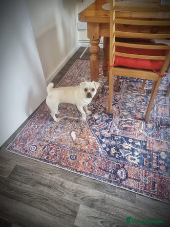 Mixed Breed dogs Little Bella - Advert 10