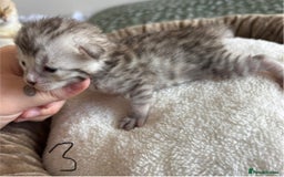 Bengal cats for sale: Bengal kittens - Image 10