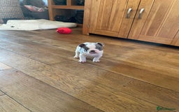 French Bulldog dogs for sale: Gorgeous pied and merle french bulldog puppies🩷💙 - Image 14