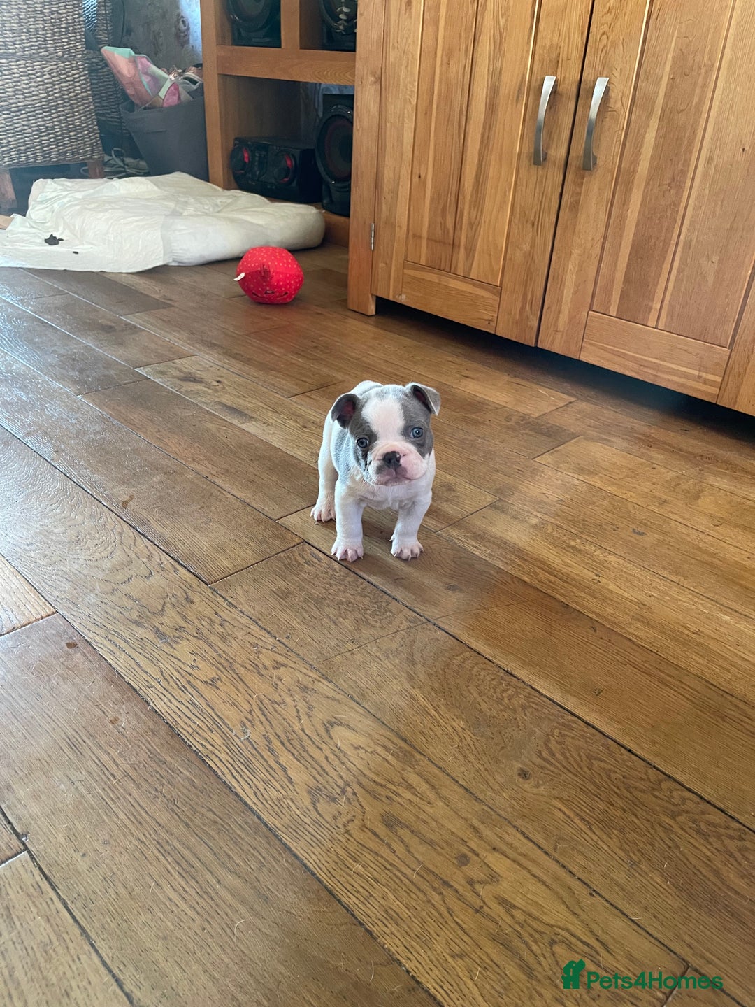 French Bulldog dogs for sale: Gorgeous pied and merle french bulldog puppies🩷💙 - Image 14