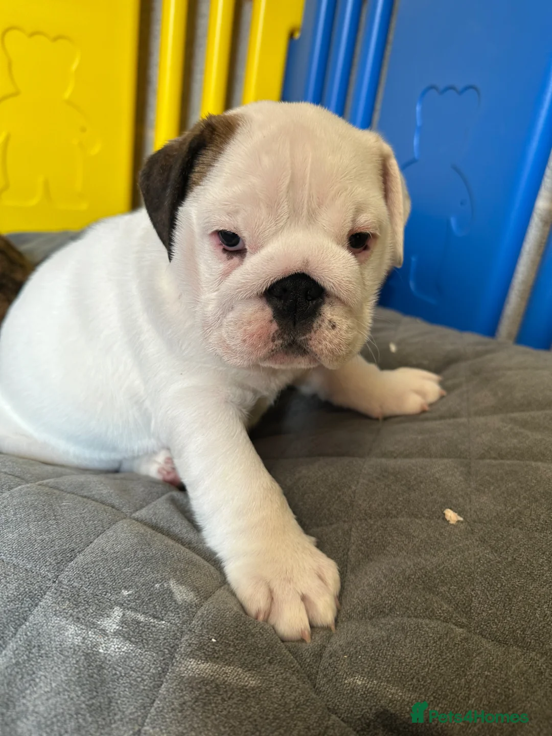 English Bulldog dogs for sale: English bulldog Bitch Pup in Doncaster - Advert 6