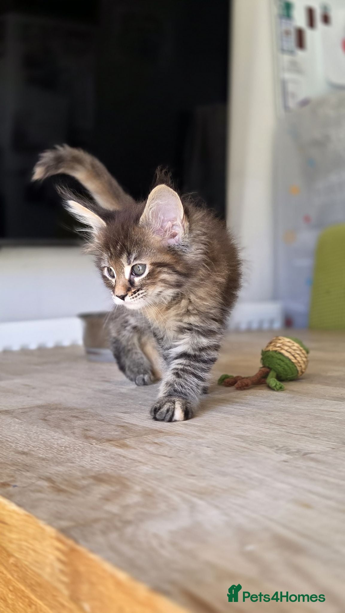 Maine Coon cats Pure Maincoon **only two left** - Advert 7