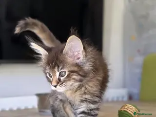 Maine Coon cats Pure Maincoon **only two left** - Advert 7