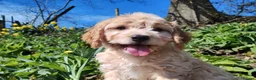 Cockapoo dogs for sale: Cockapoo puppies in Manchester - Advert 4