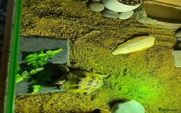 Tortoise reptiles for sale: Tortoise Russian Horsefield - Image 4