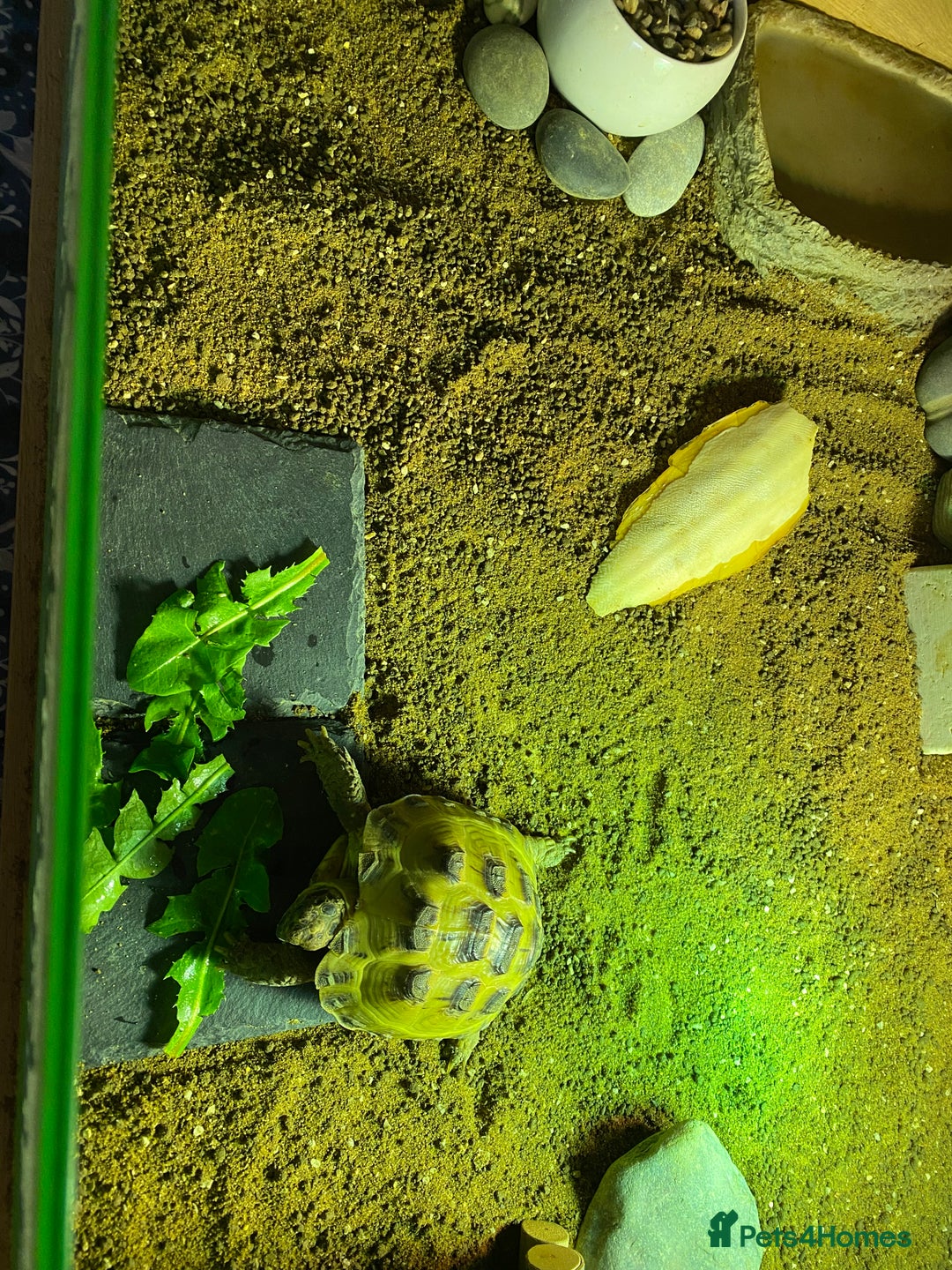 Tortoise reptiles for sale: Tortoise Russian Horsefield - Image 4