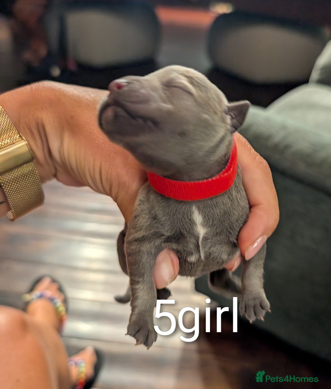 Staffordshire Bull Terrier dogs for sale: Ms/Mister - Image 18