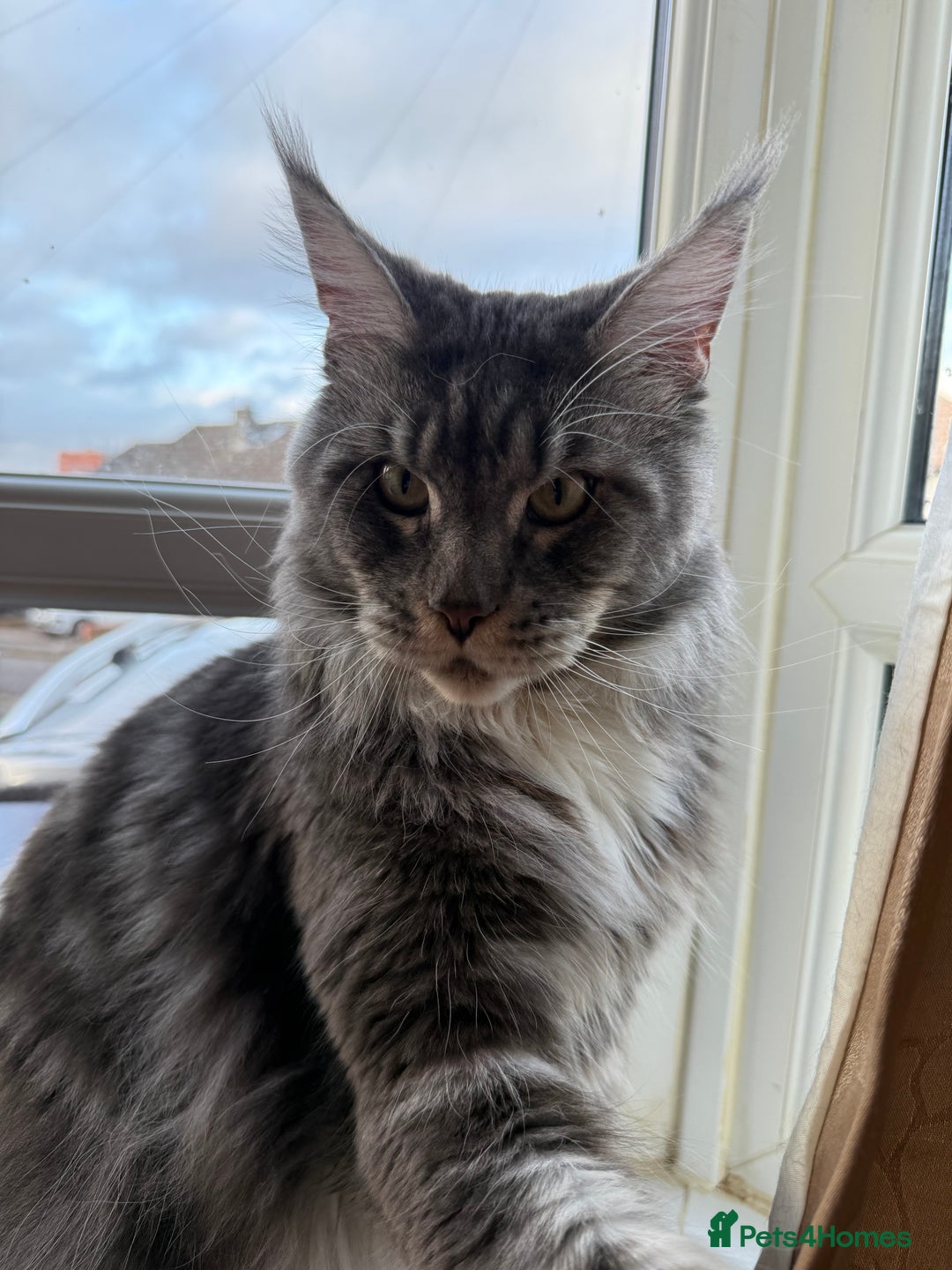 Maine Coon cats for sale: GCCF Pedigree Russian line Maine Coon - Advert 5
