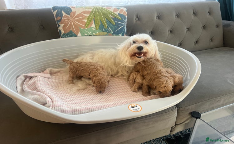 Maltipoo dogs - Advert 1
