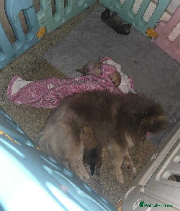 Pomeranian dogs Beautiful Sweetheart Pure Pomeranian pups for sale - Advert 2