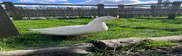 Ducks poultry for sale: 4 Pekin Ducks for Rehoming (3 Female, 1 Male) in Colchester - Advert 9