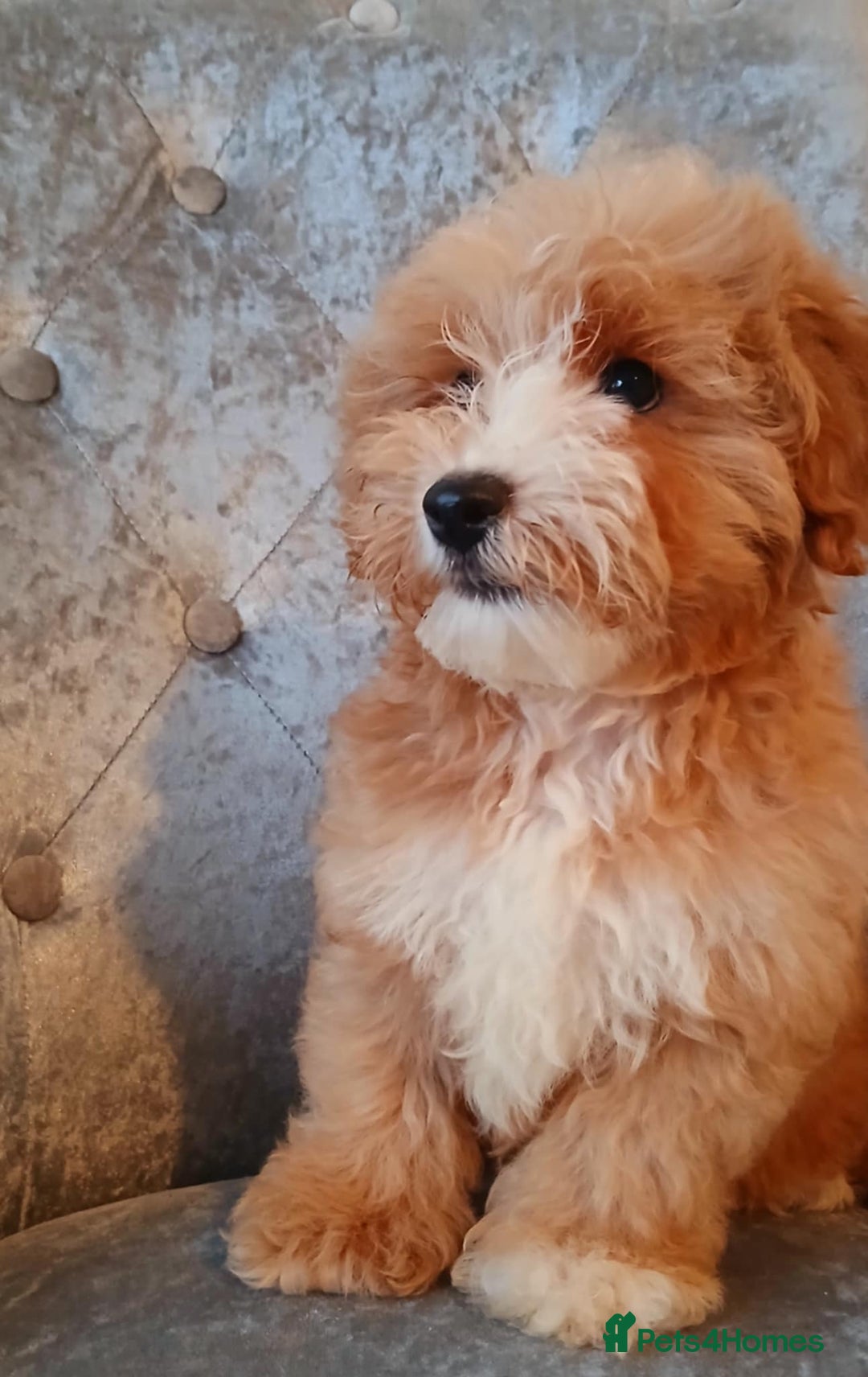 Maltipoo dogs for sale: Beautiful maltipoo puppies for sale - Image 9