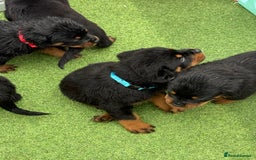 Rottweiler dogs for sale: Rottweiler puppies  - Image 2
