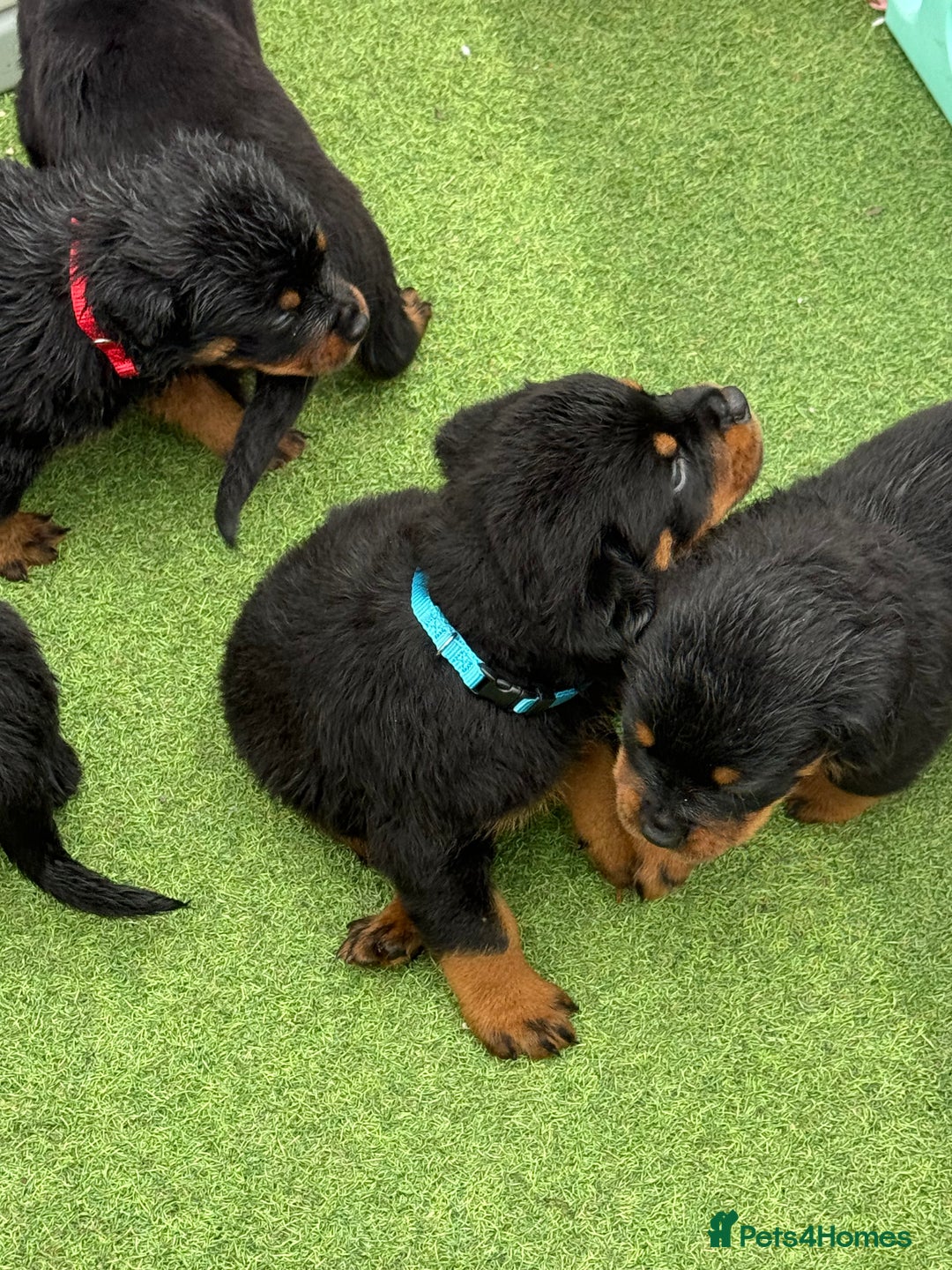 Rottweiler dogs for sale: Rottweiler puppies  - Image 2