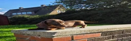 Miniature Dachshund dogs for sale: Beautiful choc & tan female - Advert 12