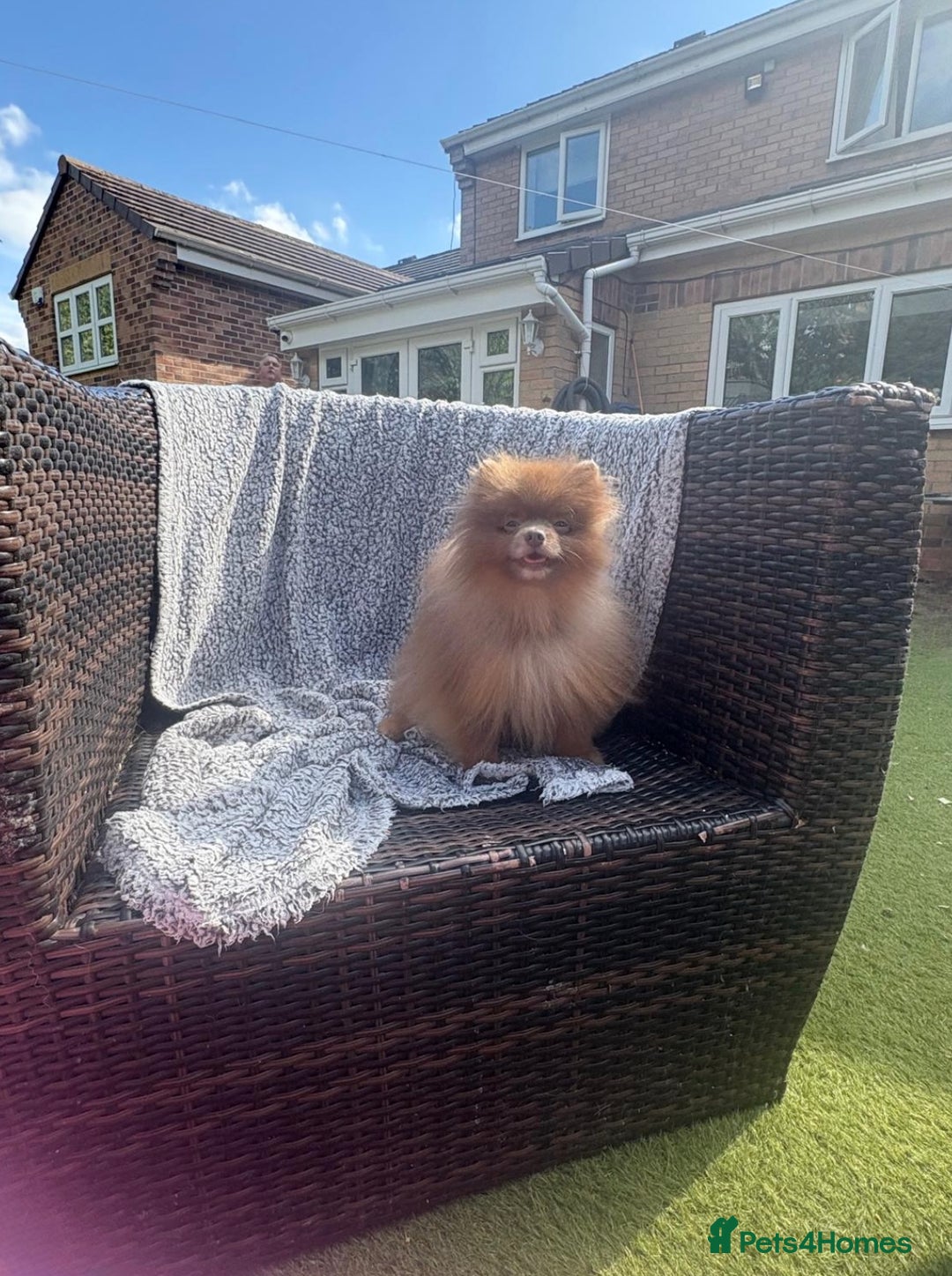 Pomeranian dogs for stud: Lilac and orange tan teddy Bear🪻🍊 - Image 6
