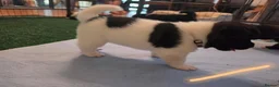 Akita dogs for sale: KC registered American Akita puppies - Advert 28