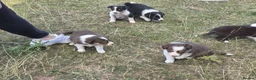 Border Collie dogs for sale: Beautiful border collie pups for sale!  in Abergavenny - Advert 6
