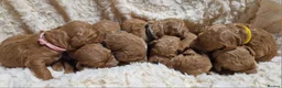 Mini Goldendoodle dogs for sale: Miniature Goldendoodle puppies available - Advert 11