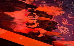 Tibetan Terrier dogs for sale: KC fully health tested exceptionally bred Tibetan  - Advert 4