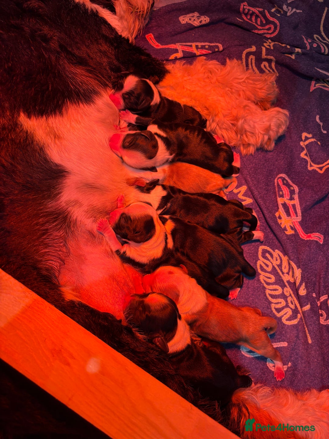 Tibetan Terrier dogs for sale: KC fully health tested exceptionally bred Tibetan  - Advert 4