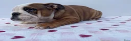 English Bulldog dogs for sale: English Bulldog Puppies  - Advert 1