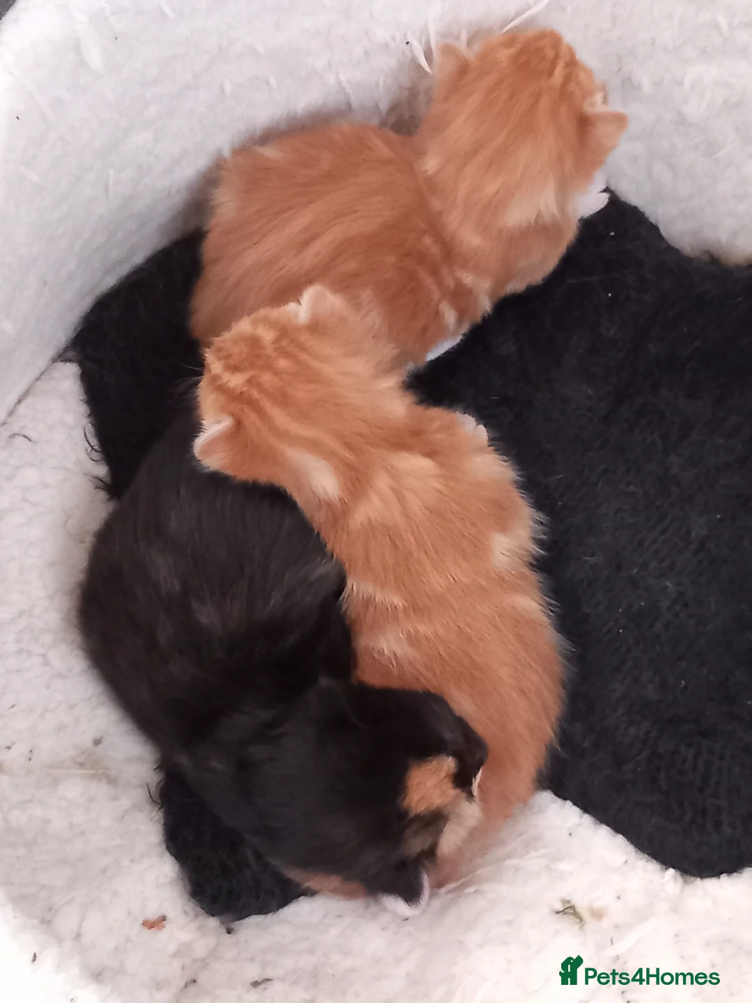 Mixed Breed cats for sale: Goldie and Meg have had their gorgeous kittens - Advert 15