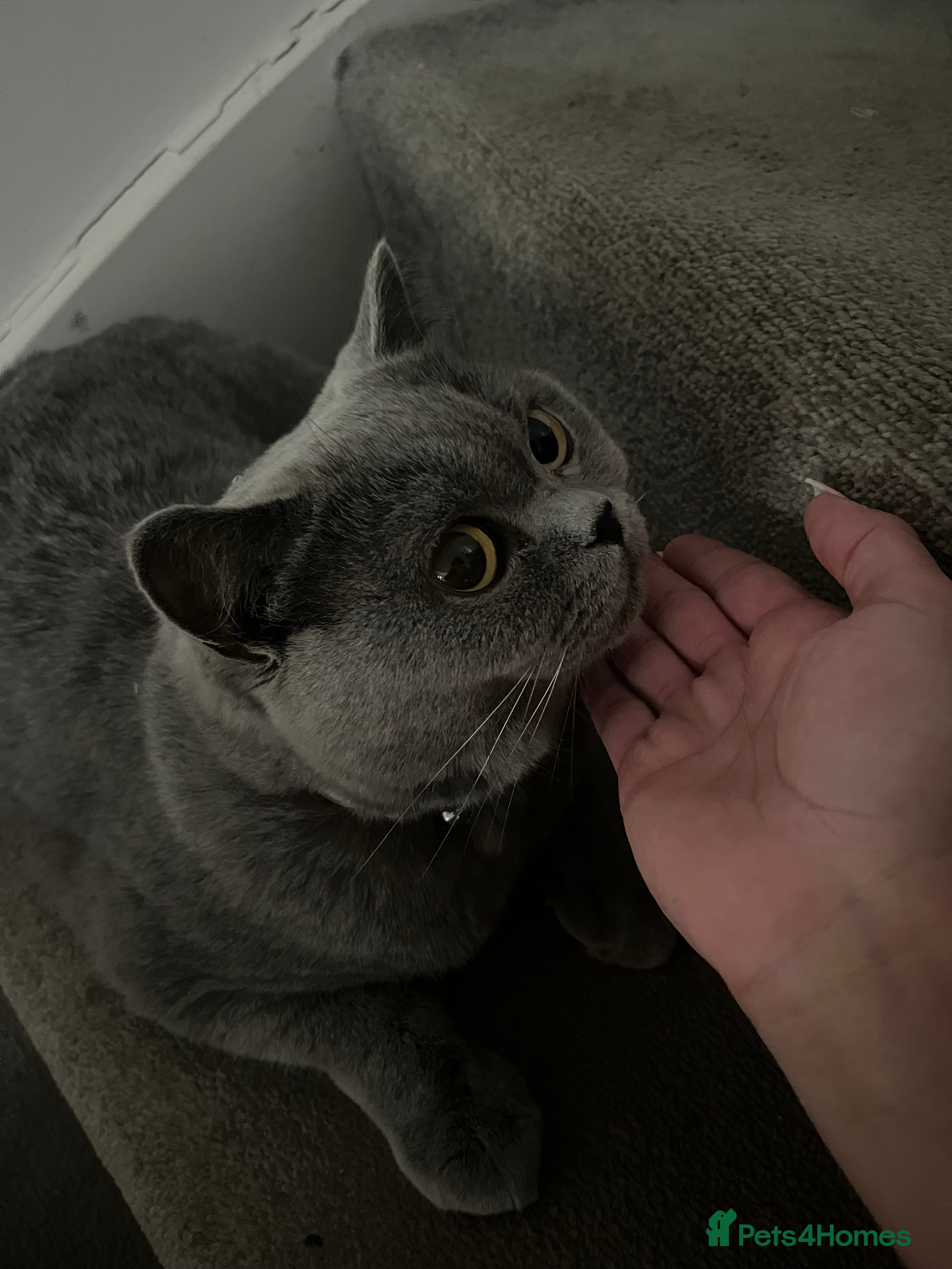 British Shorthair cats Blue British shorthair  in Farnham - Advert 1