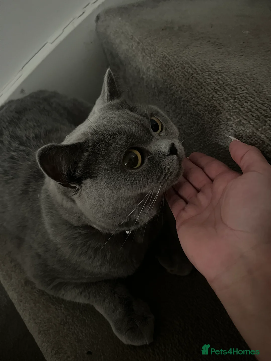 British Shorthair cats for sale: Blue British shorthair  in Farnham - Advert 1