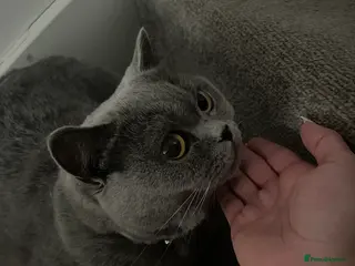 British Shorthair cats Blue British shorthair in Farnham - Advert 1