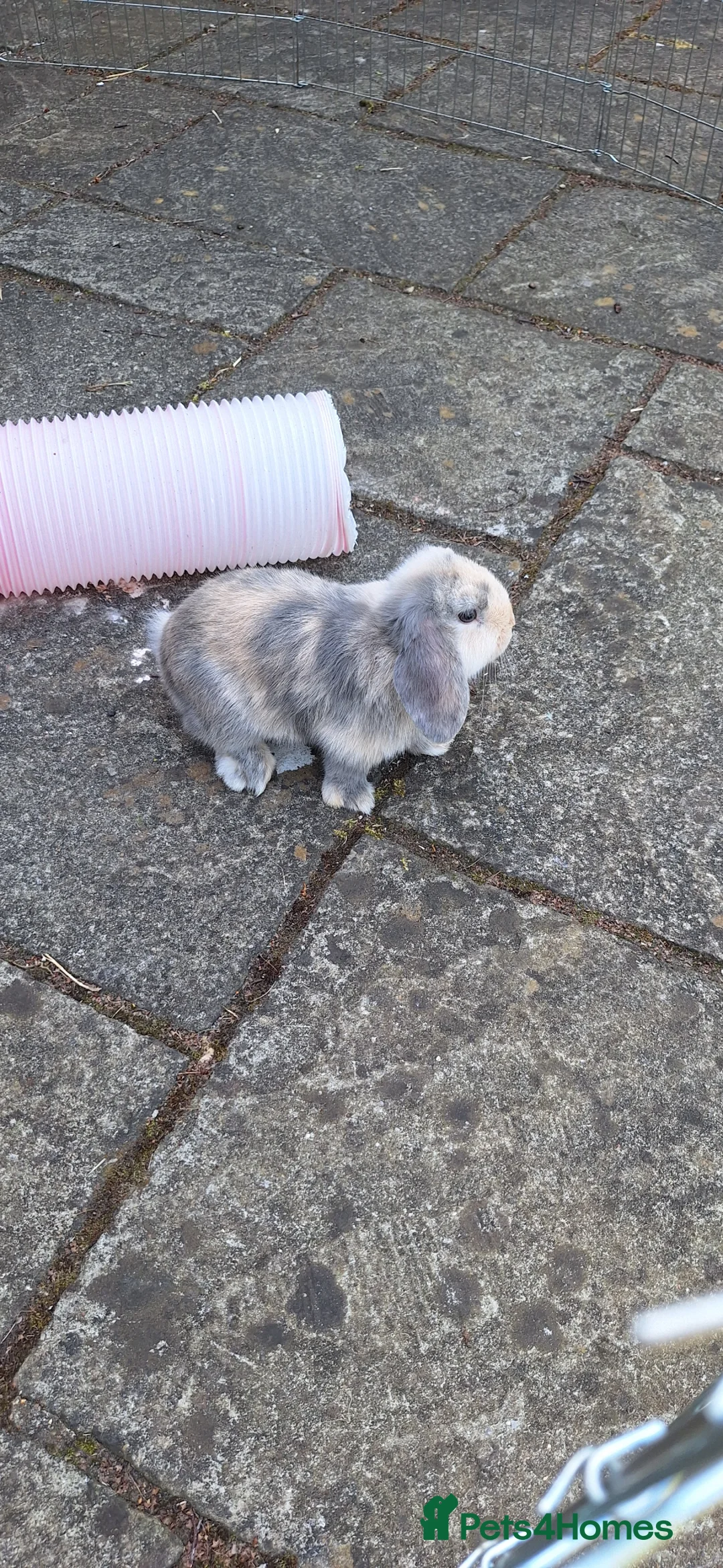 Mini Lop rabbits for sale: Mini Lop siblings & hutch FOR SALE (10 weeks) - Advert 2