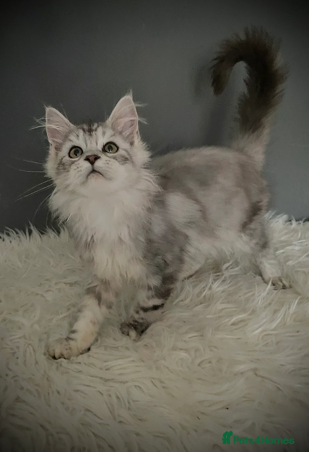 Maine Coon cats for sale: Full Maine Coon 16 wk kittens Large Russian lines - Advert 4
