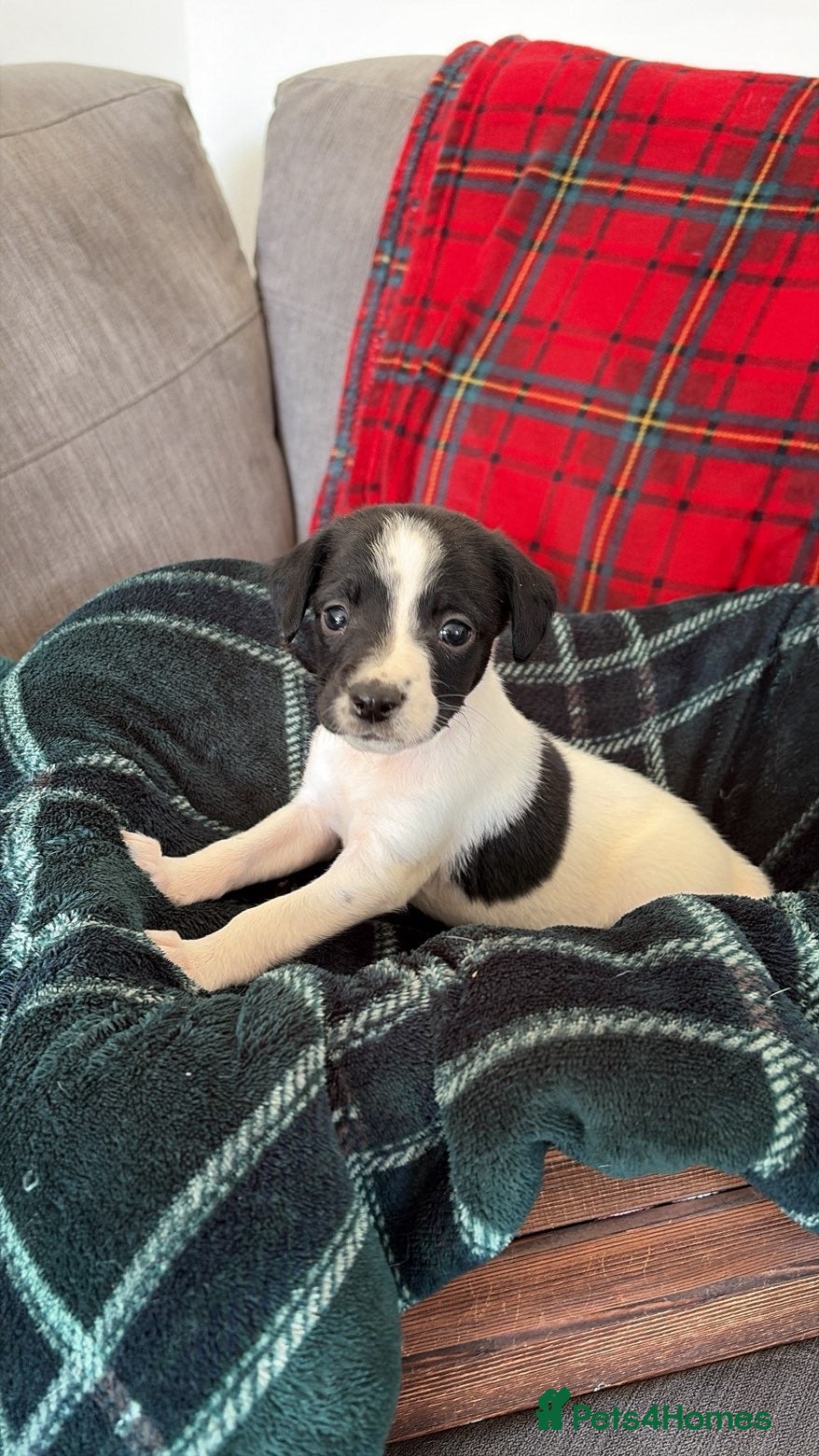 Mixed Breed dogs Beautiful springer spaniel x collie whippet grey  - Advert 2