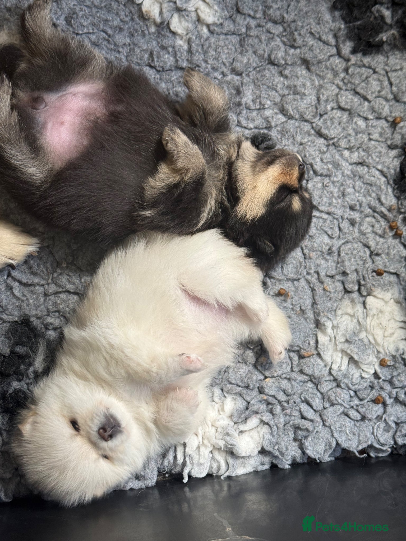 Pomsky dogs Stunning F1B Pomsky Girls - Advert 2