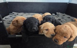 Labradoodle dogs for sale: 7 Miniture labradoodles  - Image 20