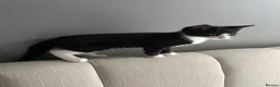 European cats for sale: TUXEDO KITTEN (FEMALE) - Advert 11