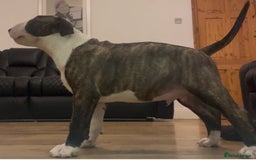 English Bull Terrier dogs for sale: English Bull Terrier pups - Image 5