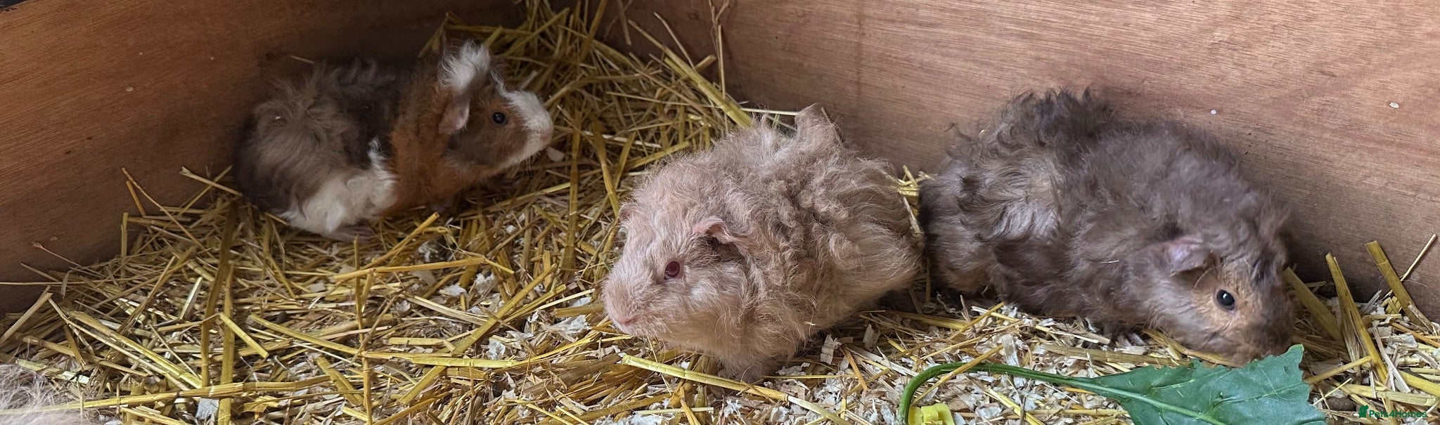 Guinea Pig rodents 🐹 Stunning Alpaca Guinea Pigs – 3 Male Brothers  - Advert 2
