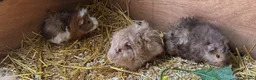 Guinea Pig rodents for sale: 🐹 Stunning Alpaca Guinea Pigs – 3 Male Brothers  - Advert 2