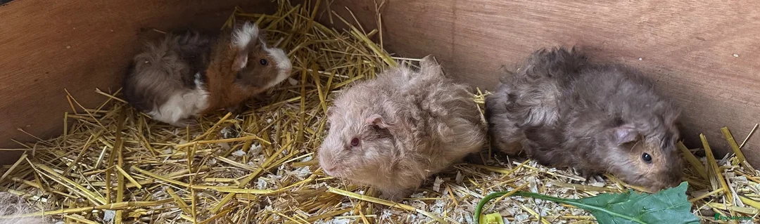 Guinea Pig rodents for sale: 🐹 Stunning Alpaca Guinea Pigs – 3 Male Brothers  - Advert 2