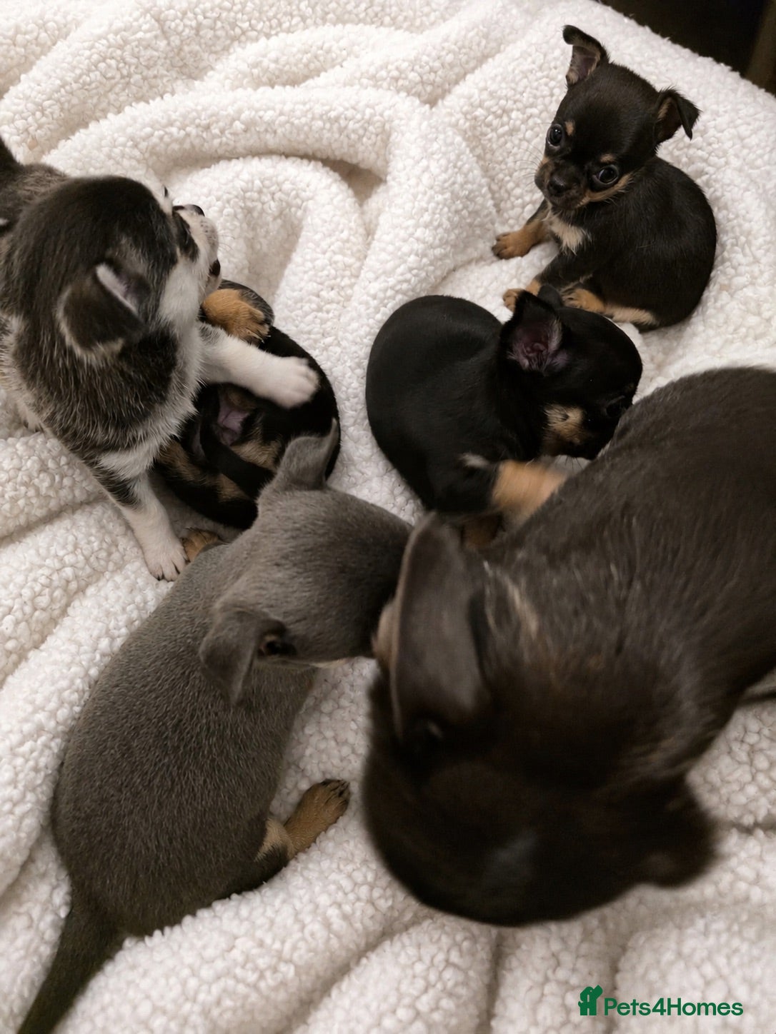 Chihuahua dogs Outstanding Tiny Pedigree Chihuahua Puppies - Advert 2