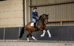 Belgian Warmblood horses for sale: Nino - Top class dressage - Image 1