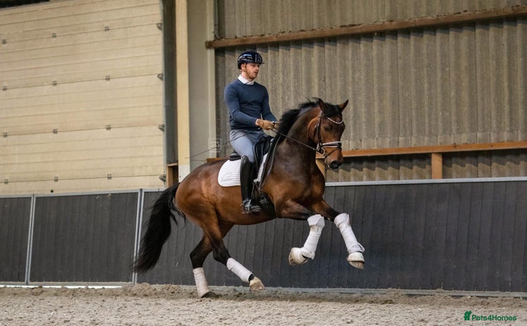 Belgian Warmblood horses - Advert 4