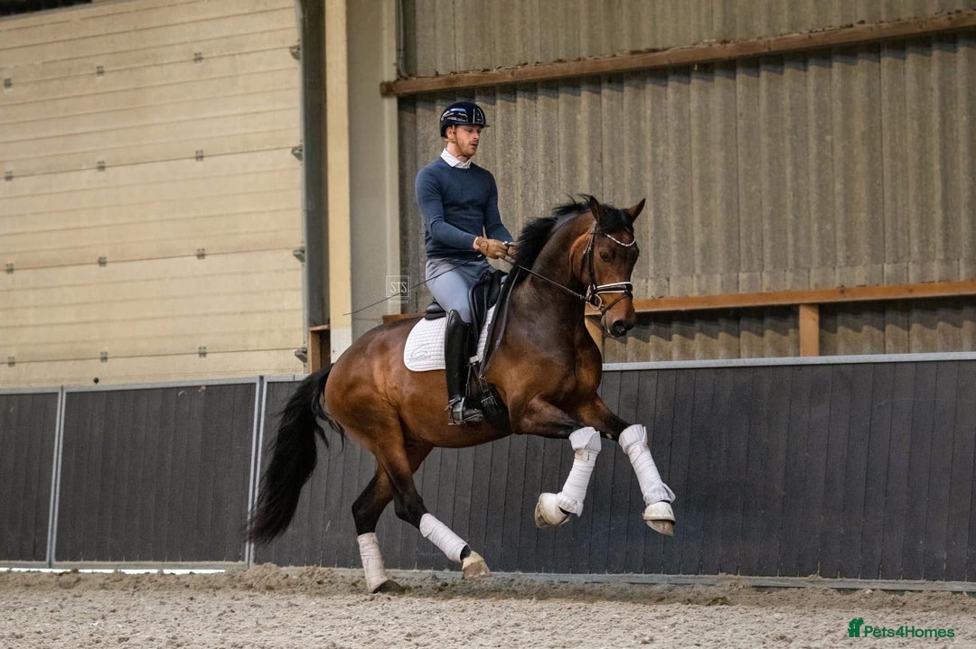 Belgian Warmblood horses for sale: Nino - Top class dressage - Image 1