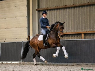 Belgian Warmblood horses - Advert 4